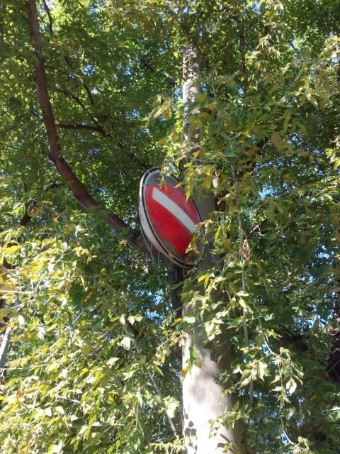 Знак дорожный Проезд запрещен, установленный на дереве