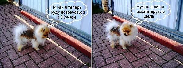 Защита просвета распашных и раздвижных ворот от проникновения посторонних животных