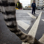 Как появились пешеходные переходы