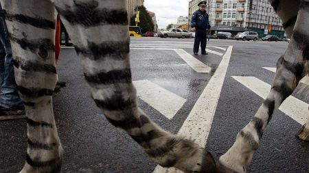 Как появились пешеходные переходы Как появились пешеходные переходы