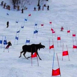 Cистемы безопасности на горнолыжных трассах